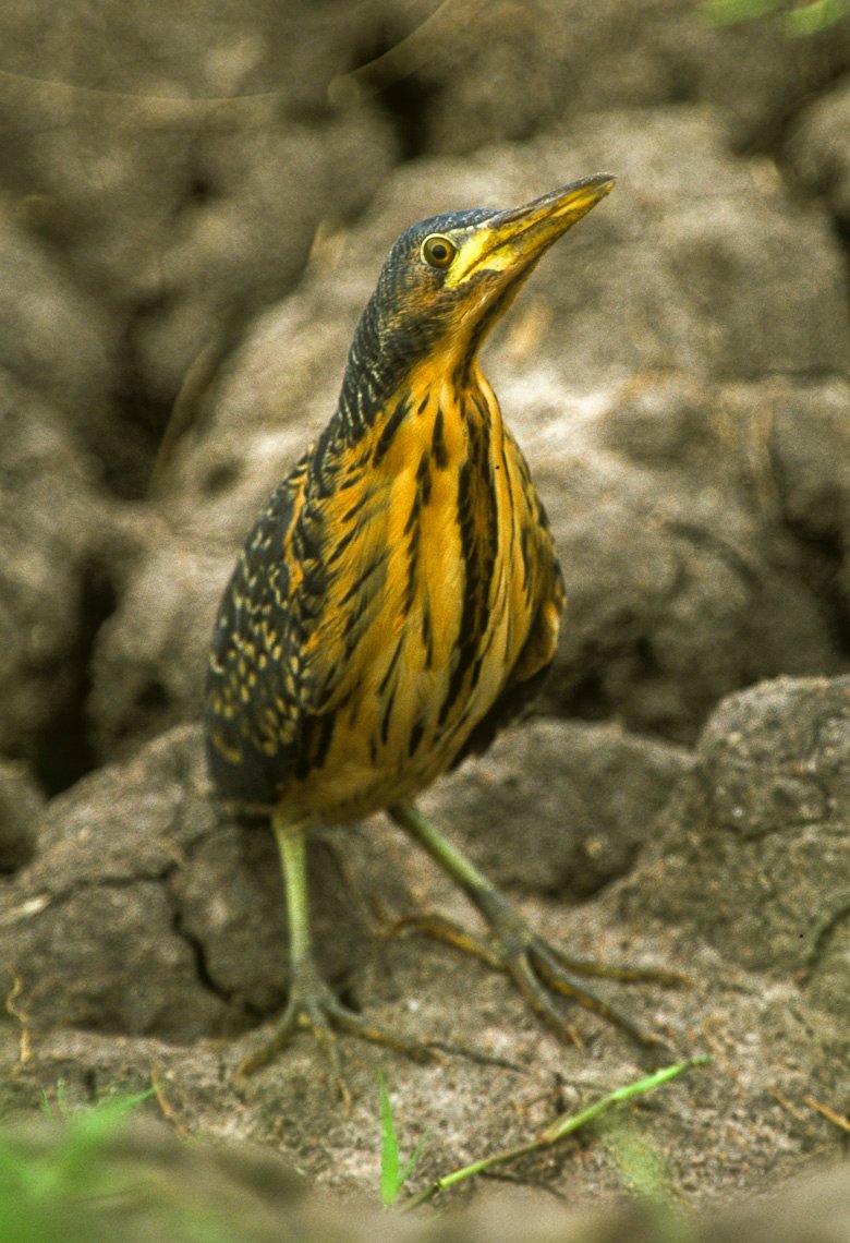 Kazinga Channel