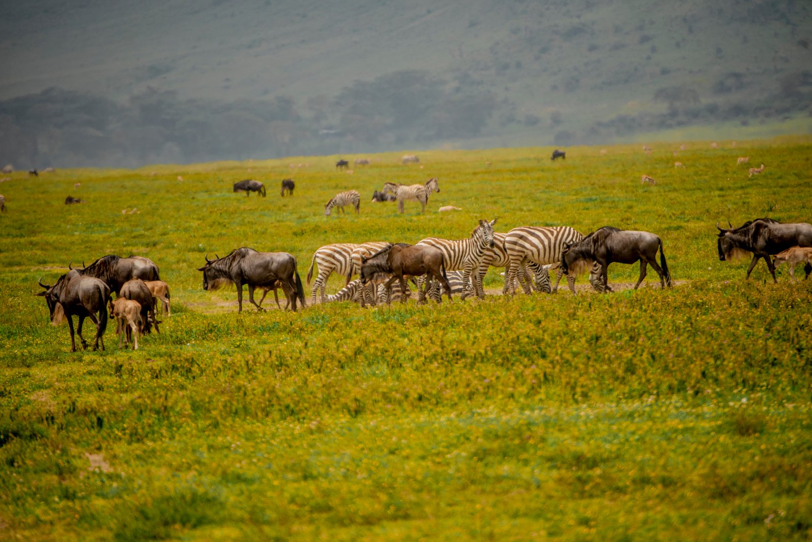 Safari group