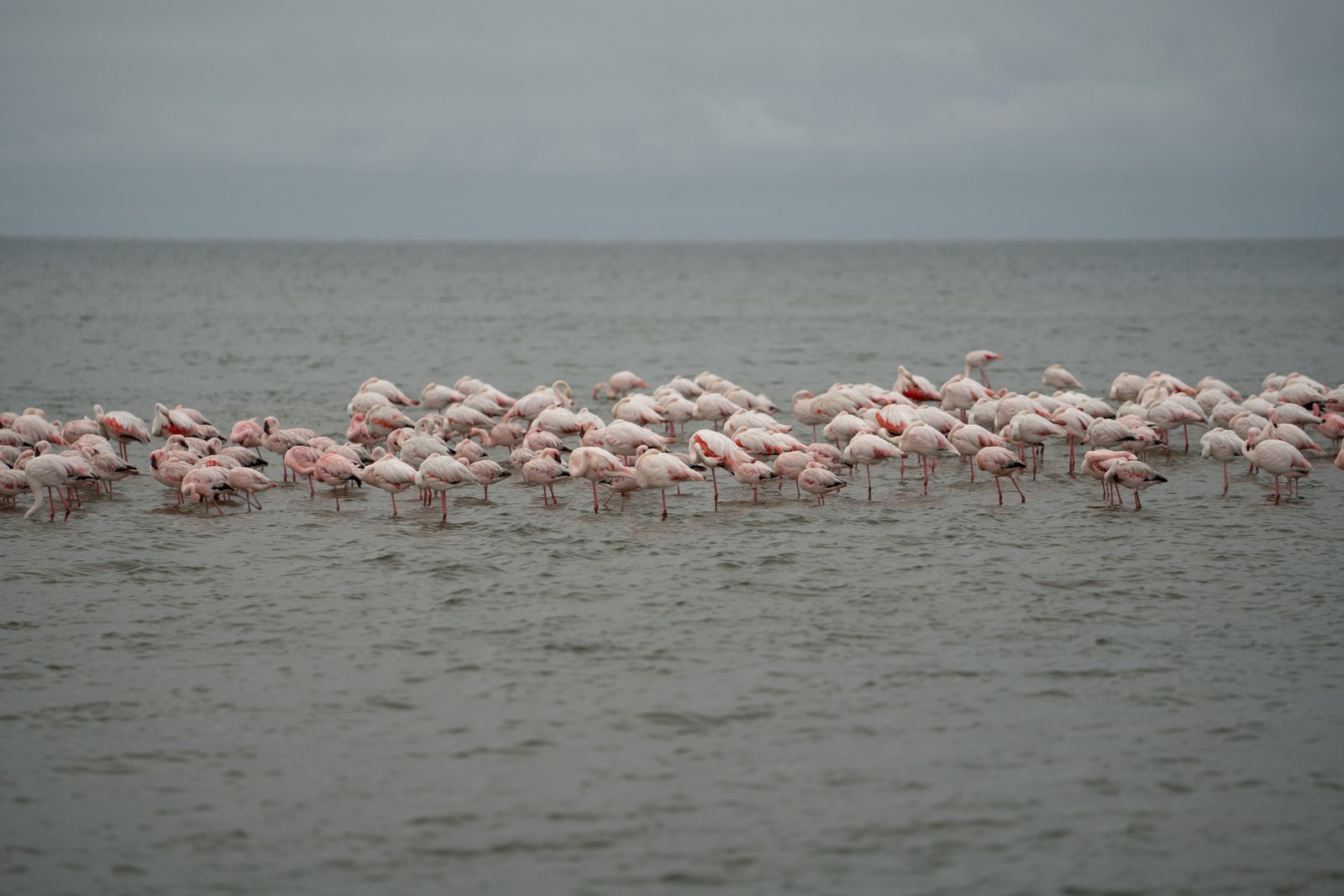 Flamingos Walvis Bay