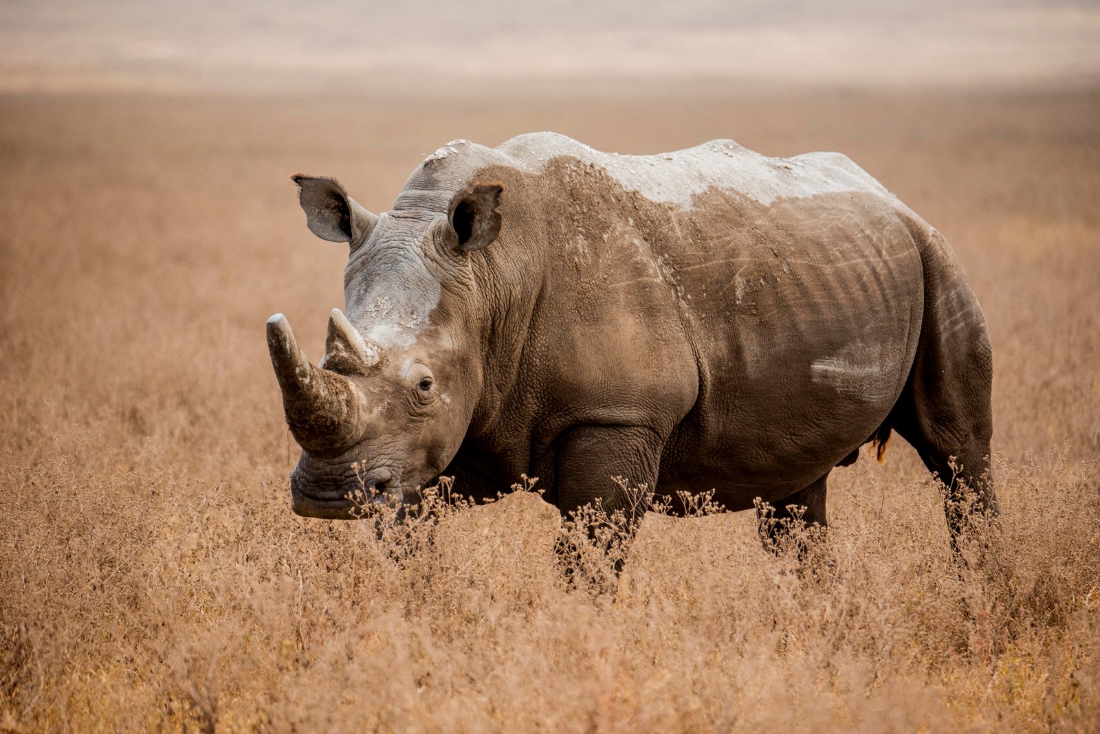 Game drive