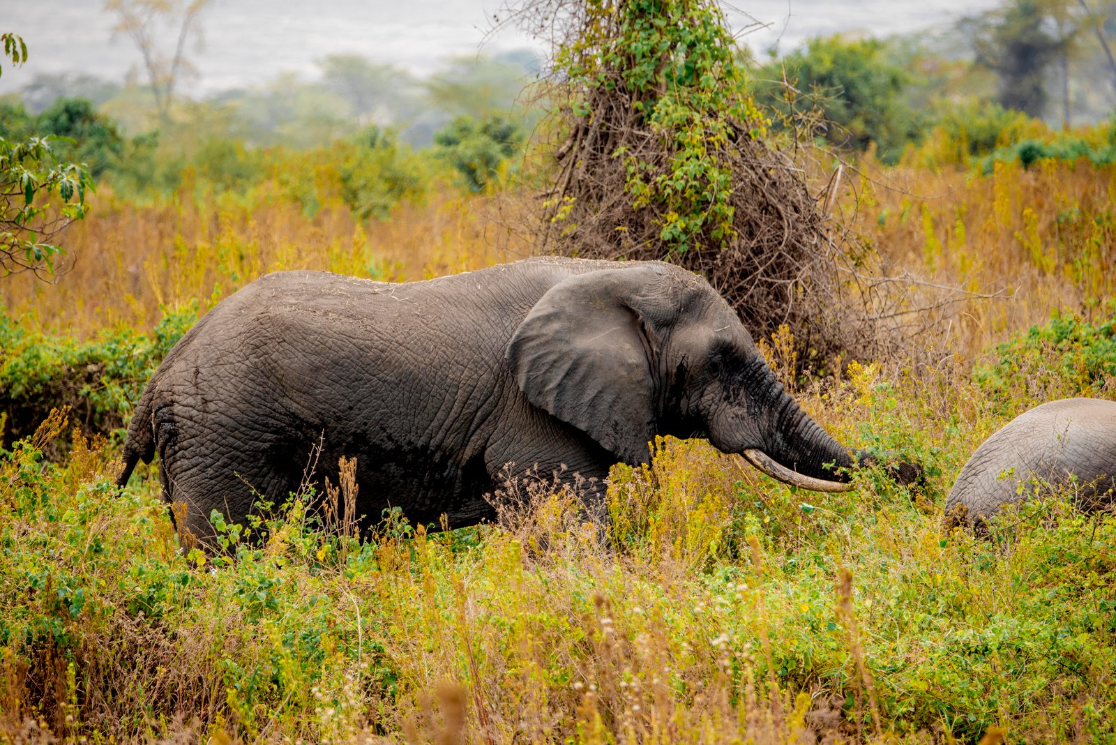 Tarangire