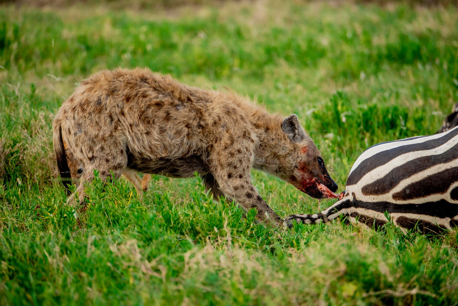 Ngorongoro Highlands
