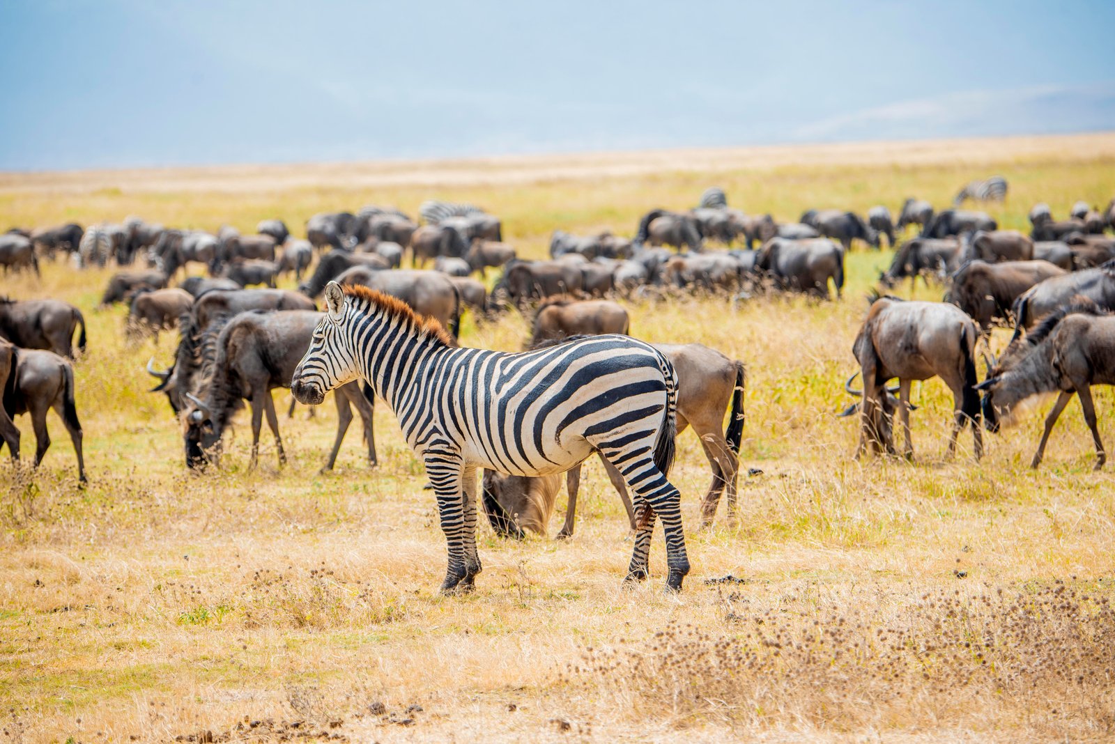 Lions Serengeti