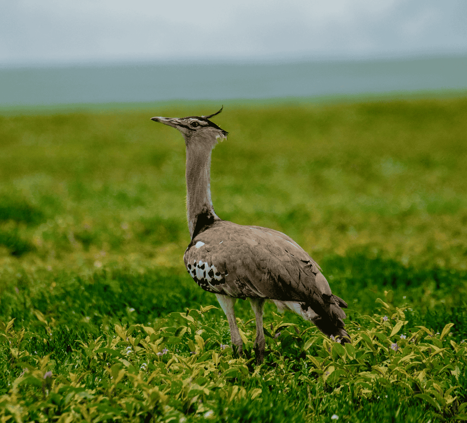 Birdwatching