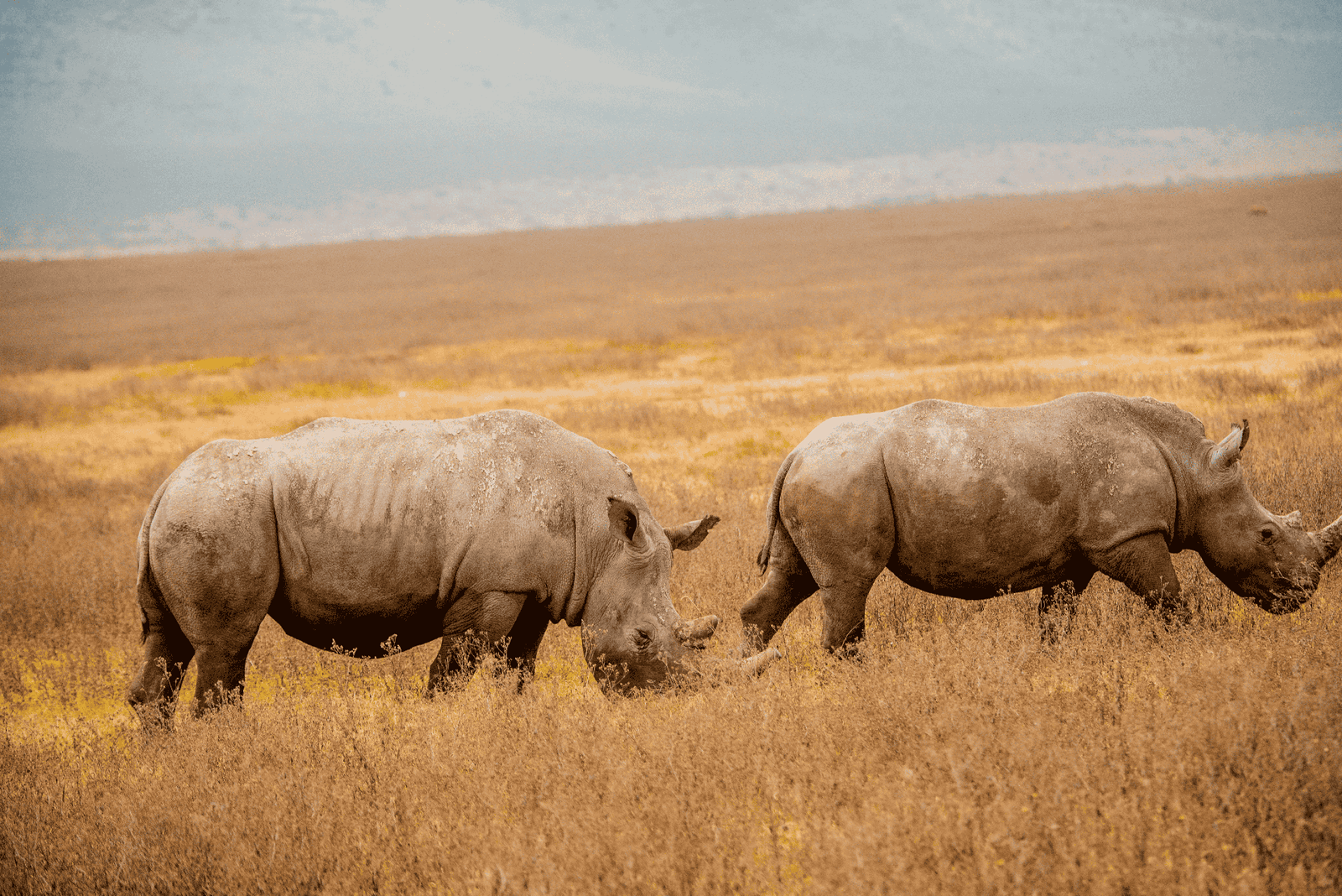 Amboseli elephants