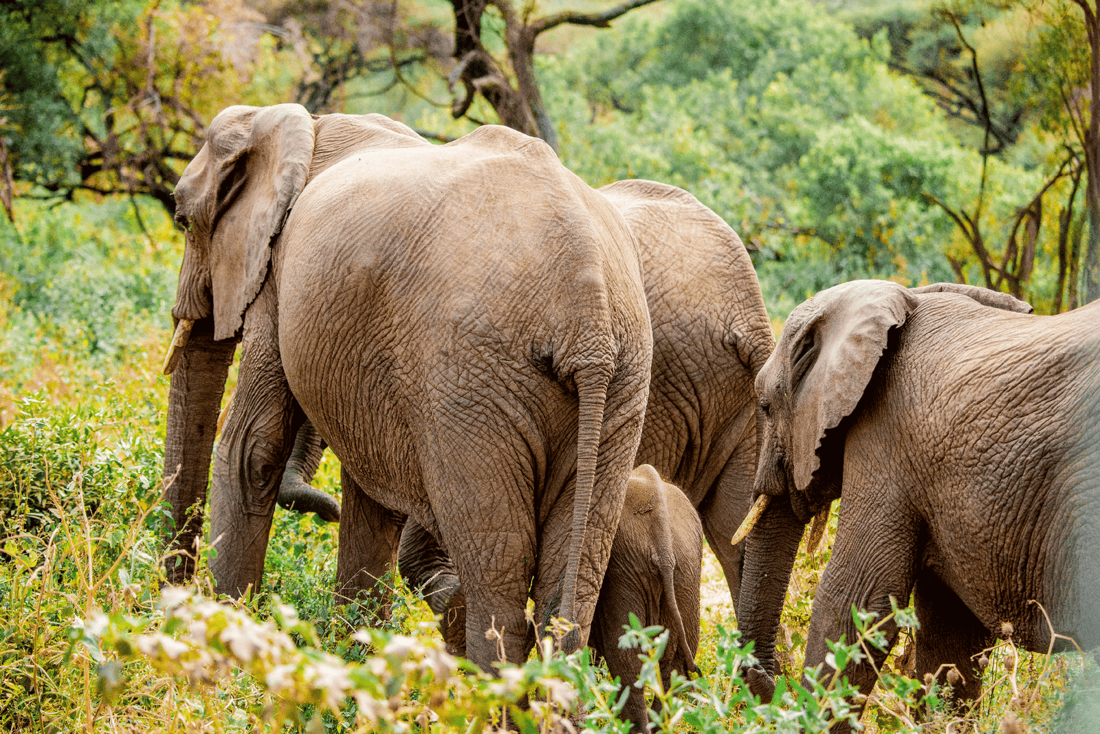 Amboseli lions