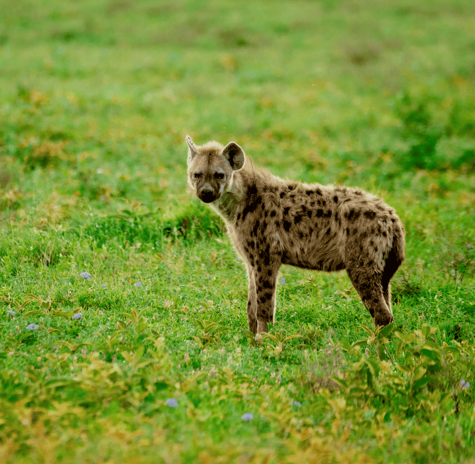 Morning game drive