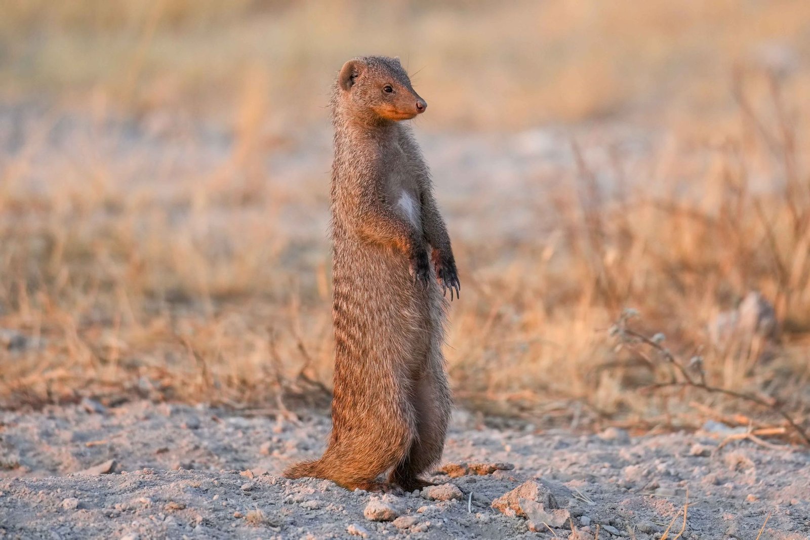 Etosha Pan