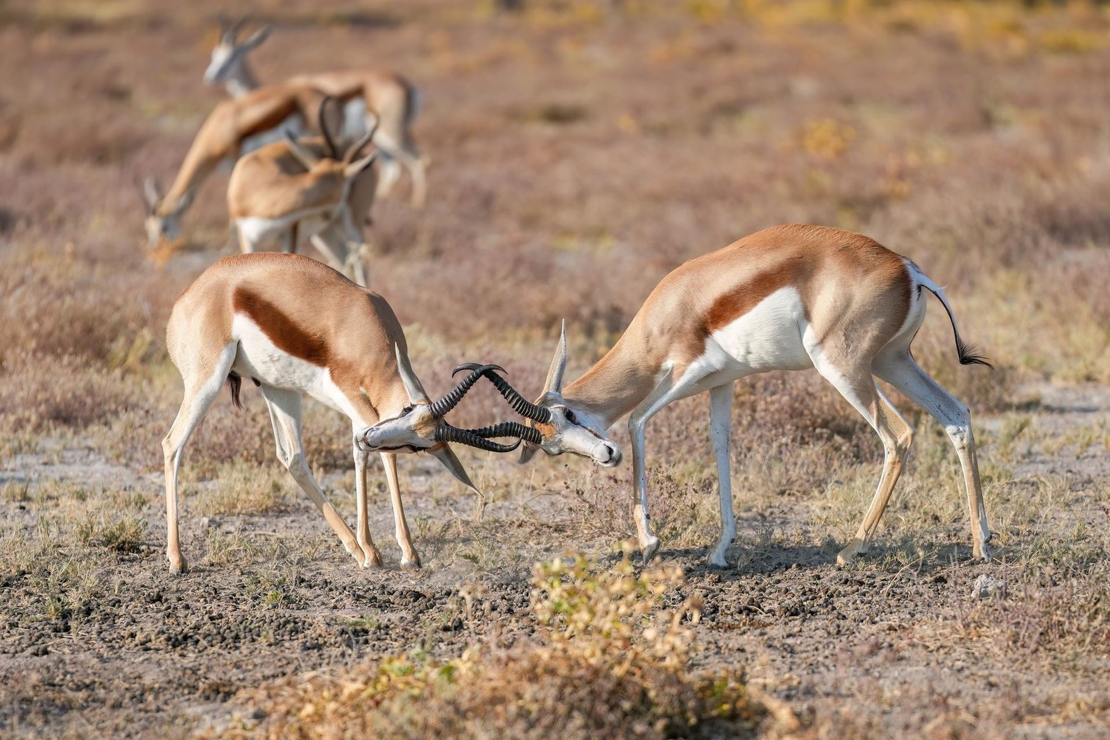 Etosha rhinos