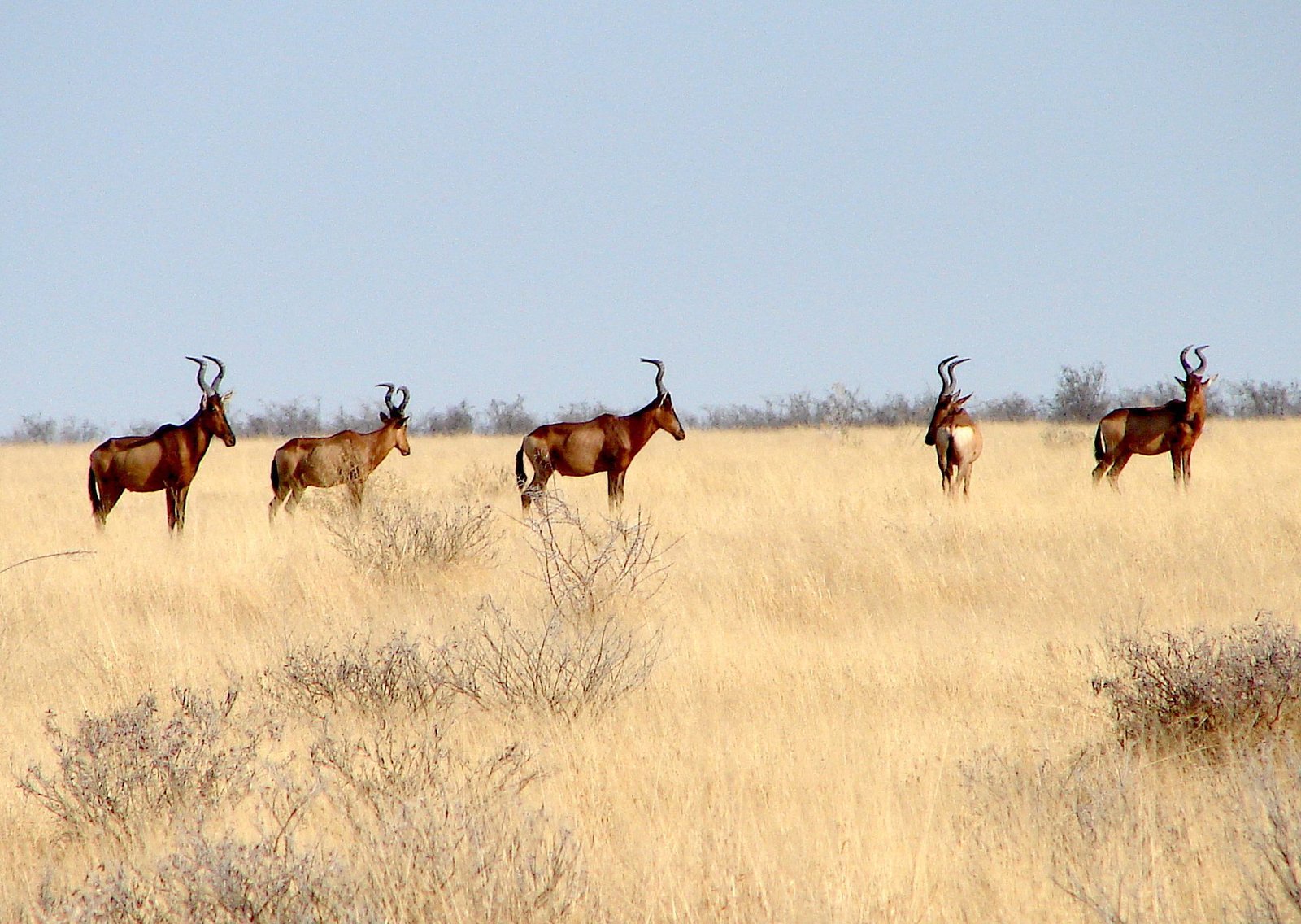 Etosha elephants