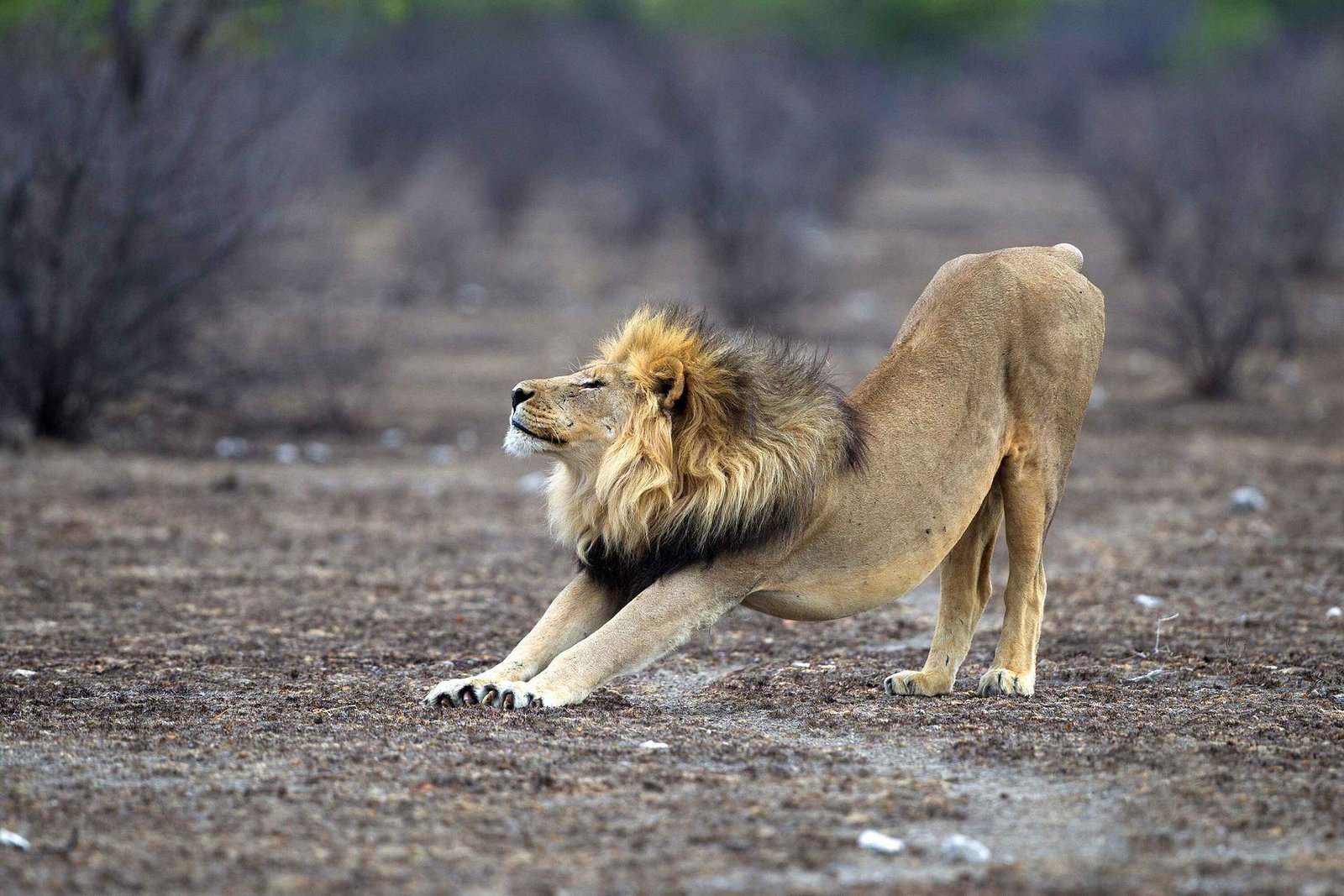 Etosha Pan