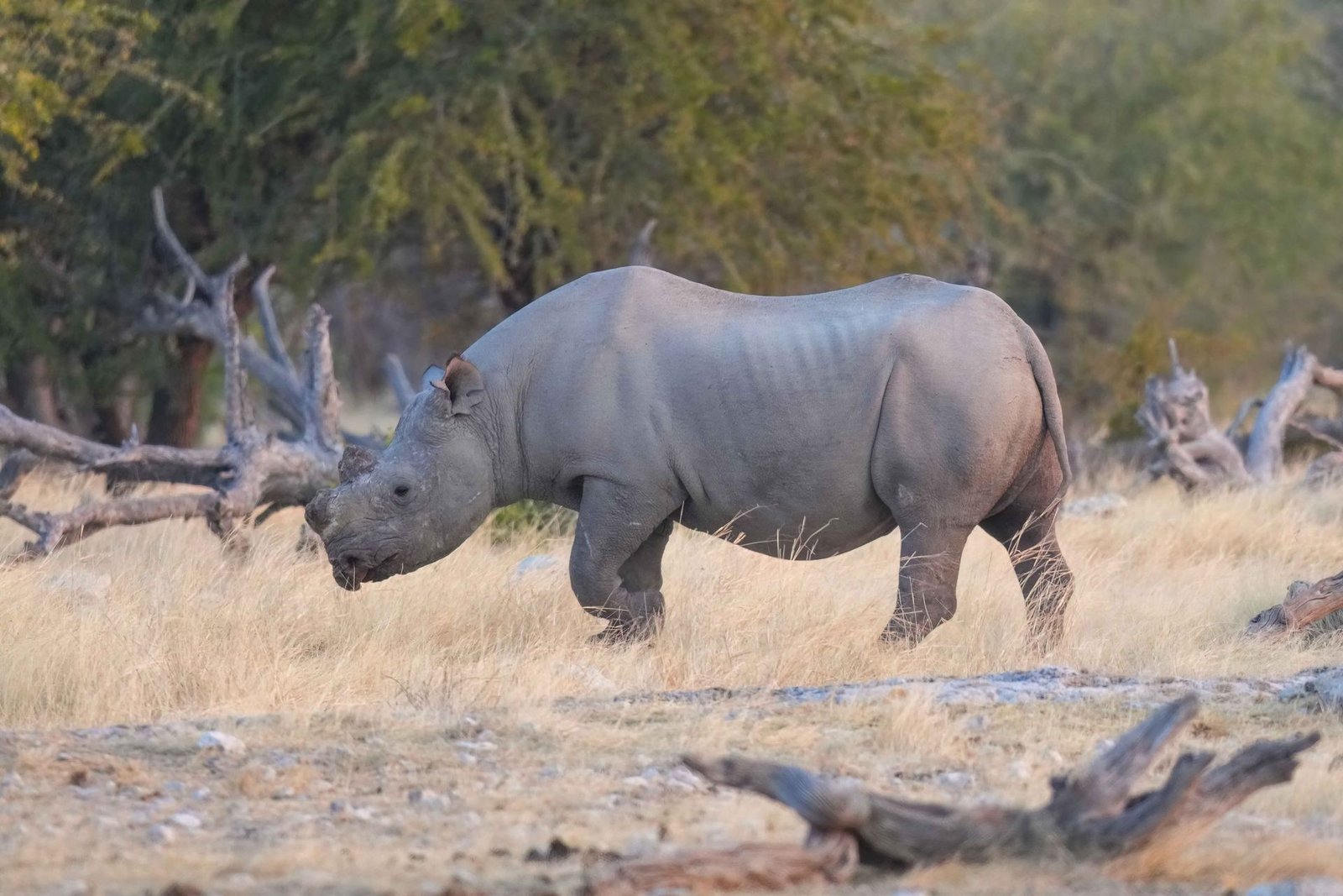 Etosha