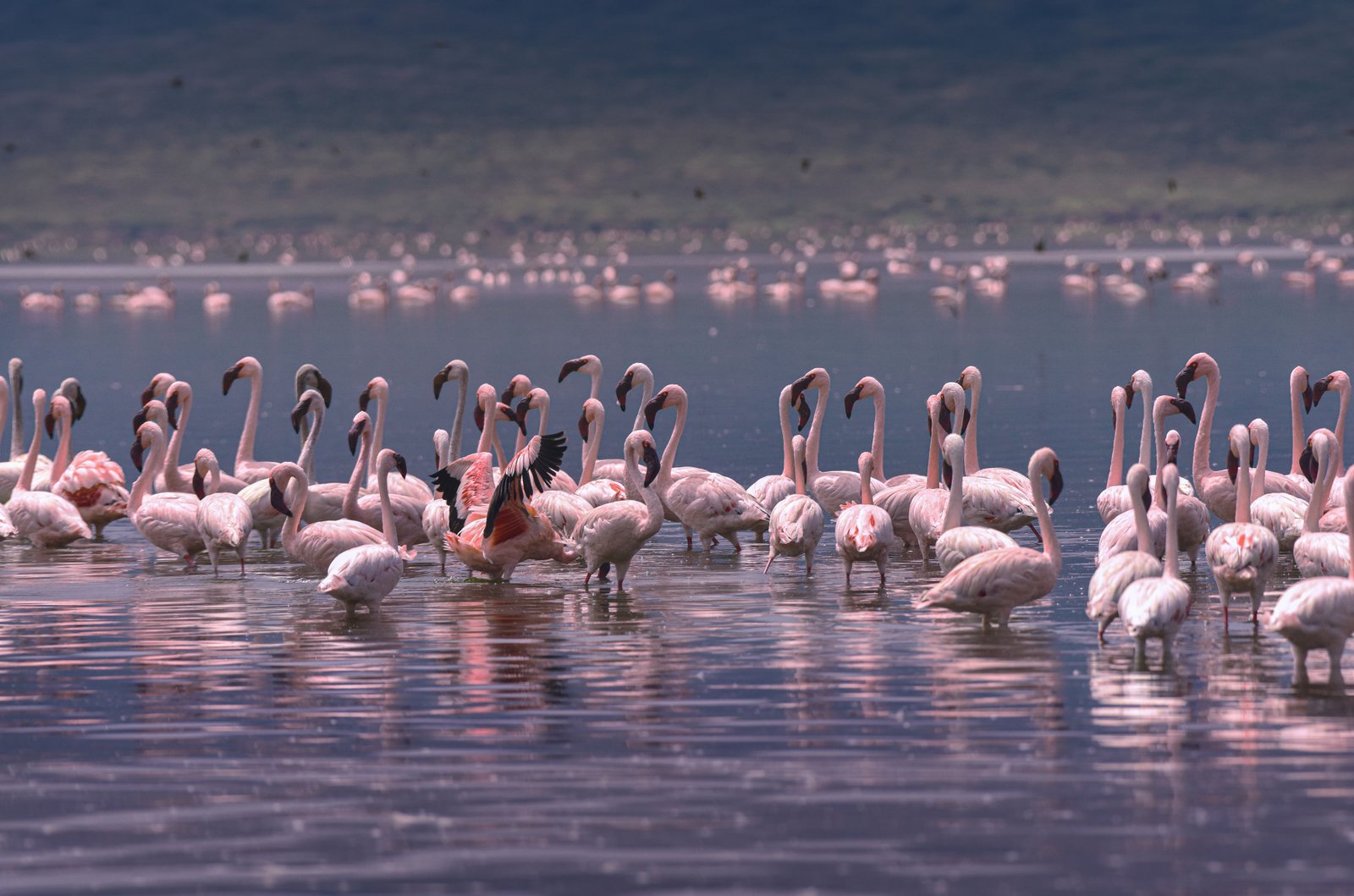 Lake Nakuru flamingo and lake view