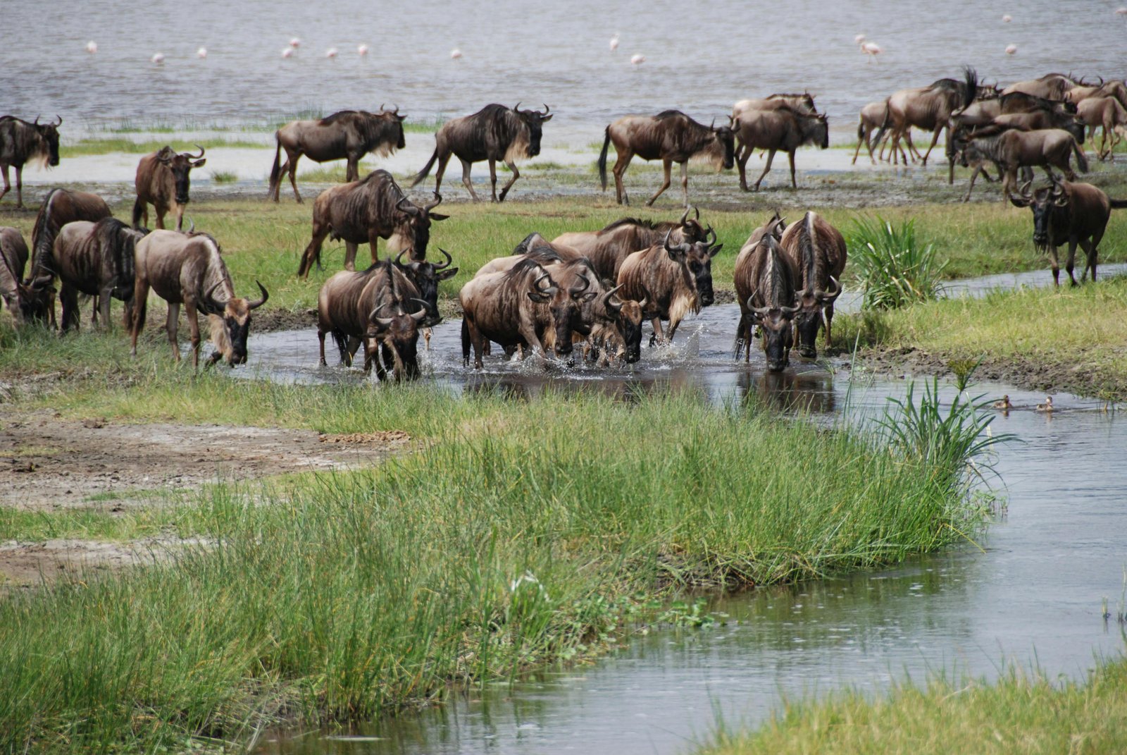 Maasai Mara wildlife landscape