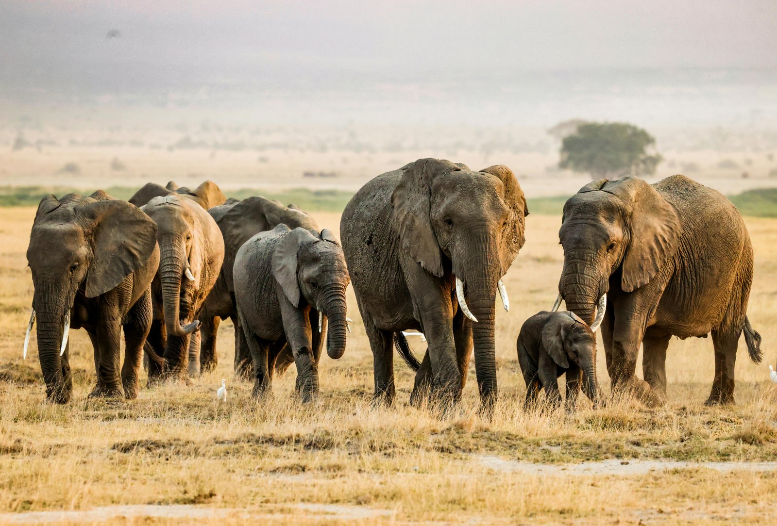 Amboseli elephants with Mount Kilimanjaro