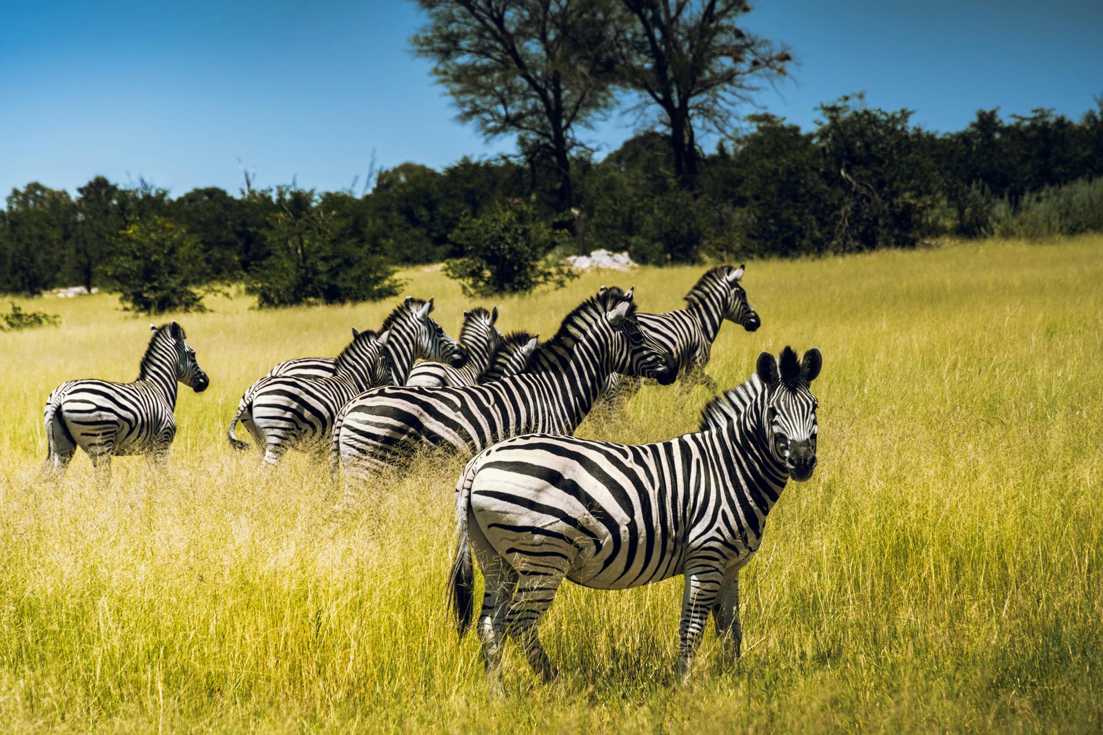 Serengeti