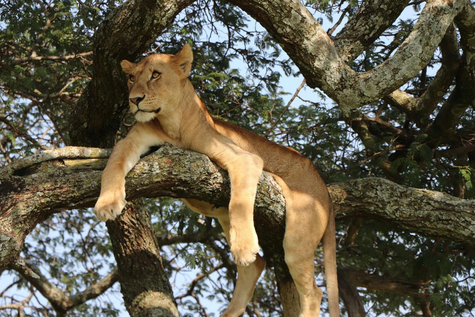 Tanzania safari