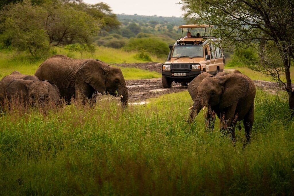 Safari Landscape