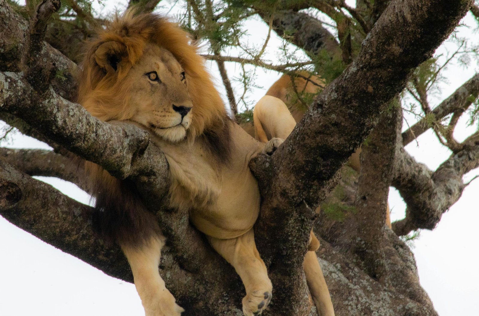 Ruaha