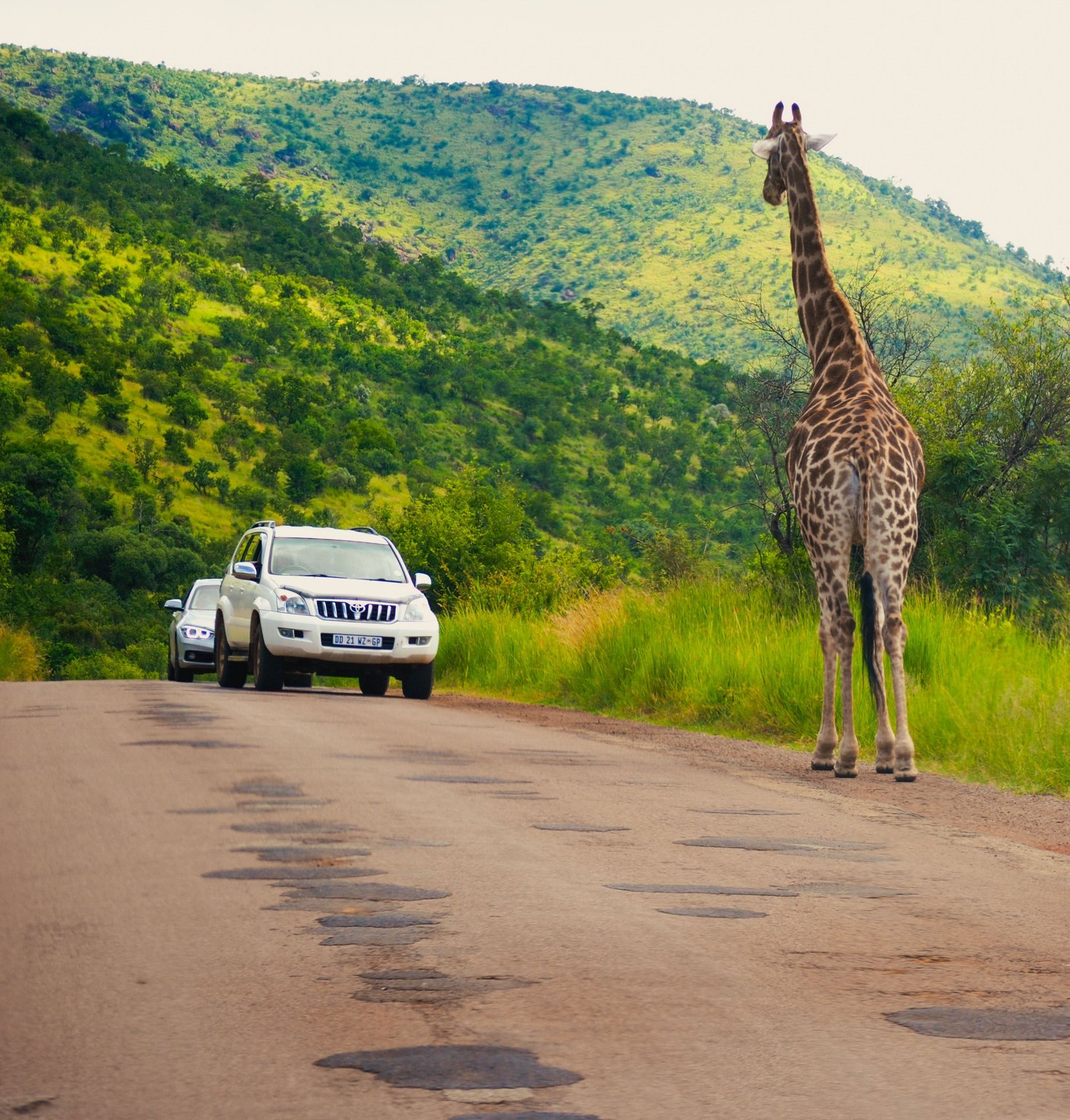 South Africa safari – lion