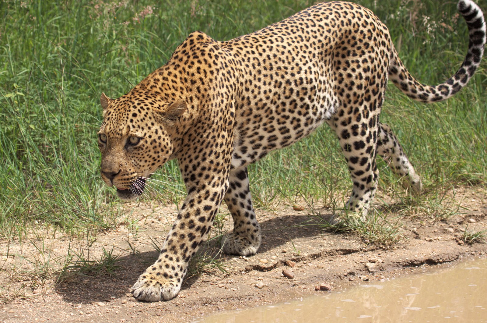 South Africa safari landscape