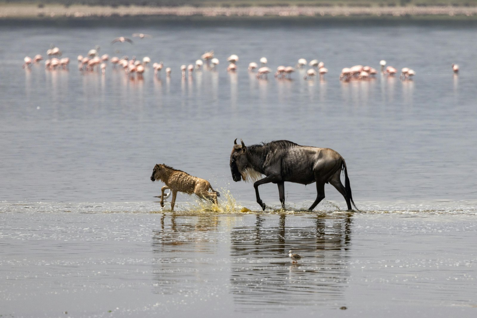 Lake Manyara