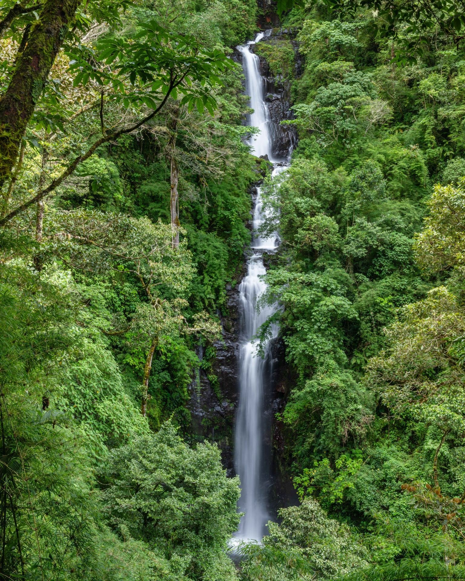 Nyungwe