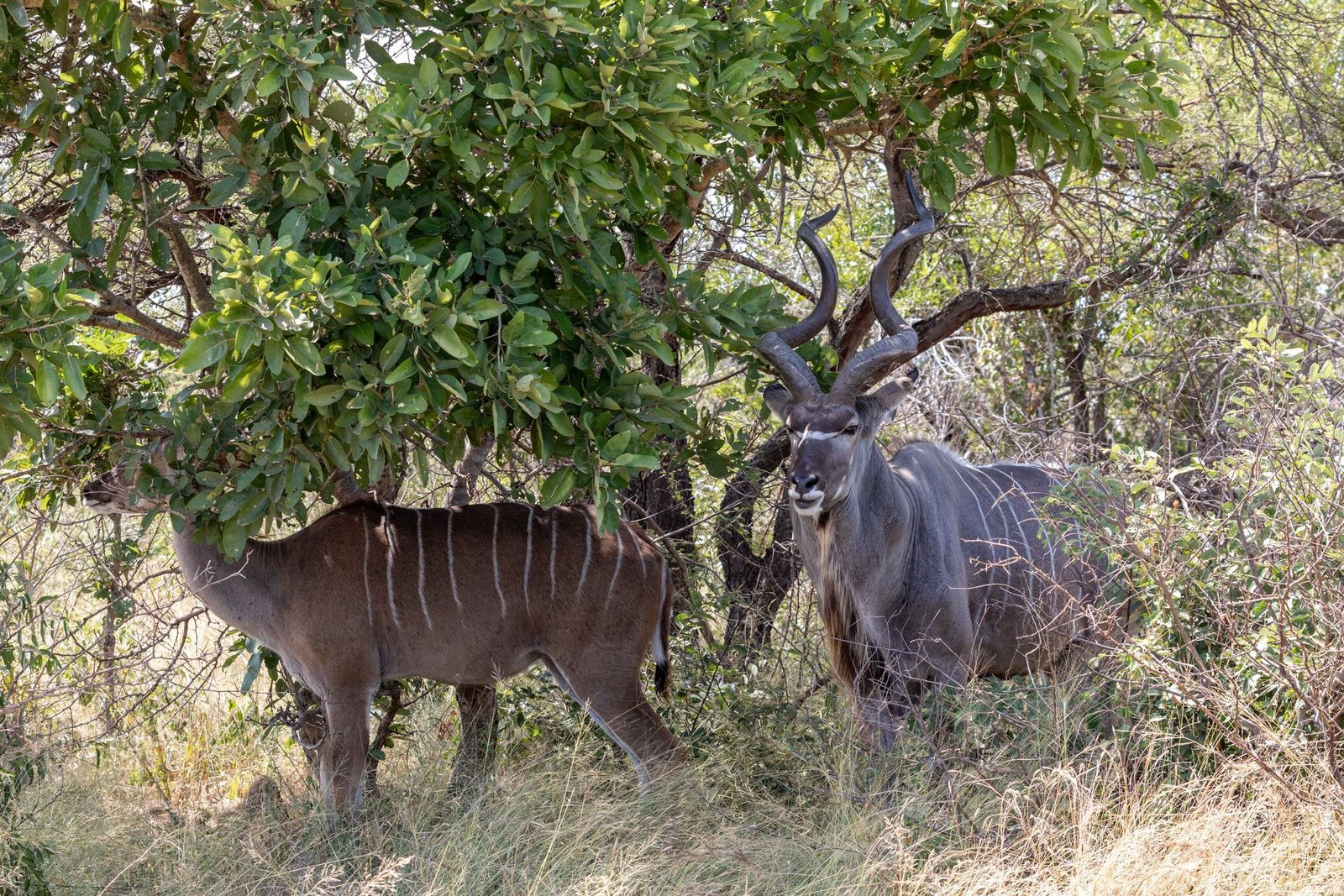 Big Five safari
