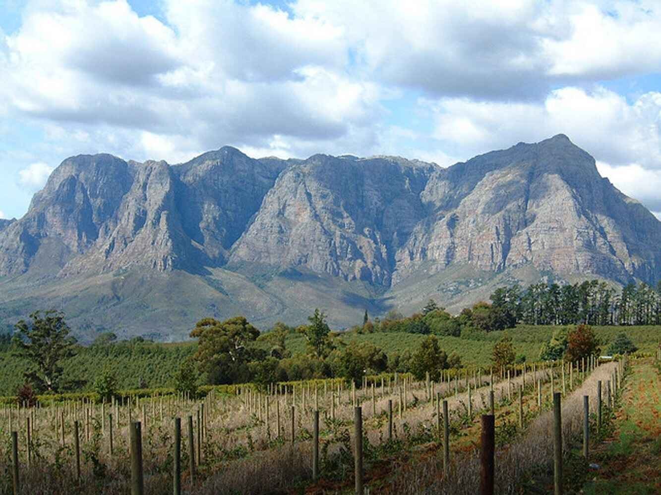 Stellenbosch wine